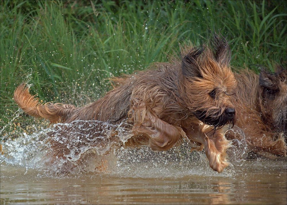 Briard-Power