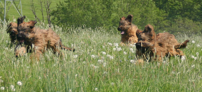 Briard Power