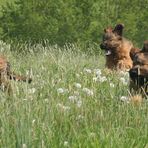 Briard Power