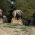 Briard-Trio