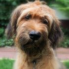 Briard-Welpen sind zuckersüß