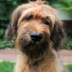 Briard-Welpen sind zuckersüß