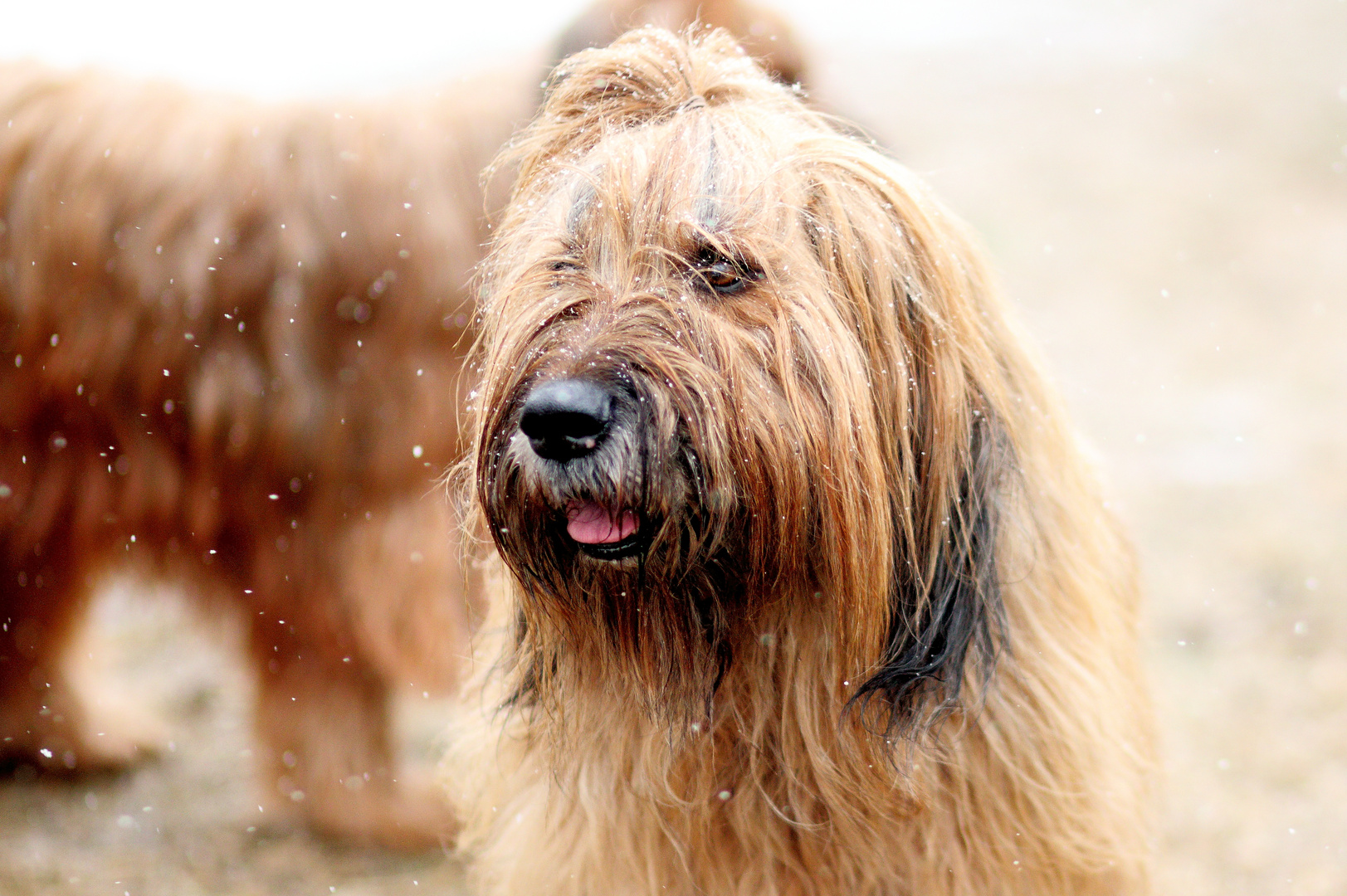 Briard-Wetter