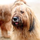 Briard-Wetter