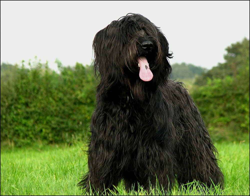 Briard-Wuschel