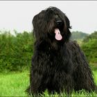 Briard-Wuschel