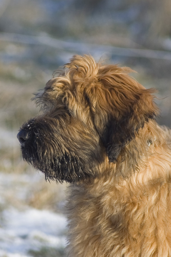 Briard_1