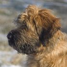 Briard_1