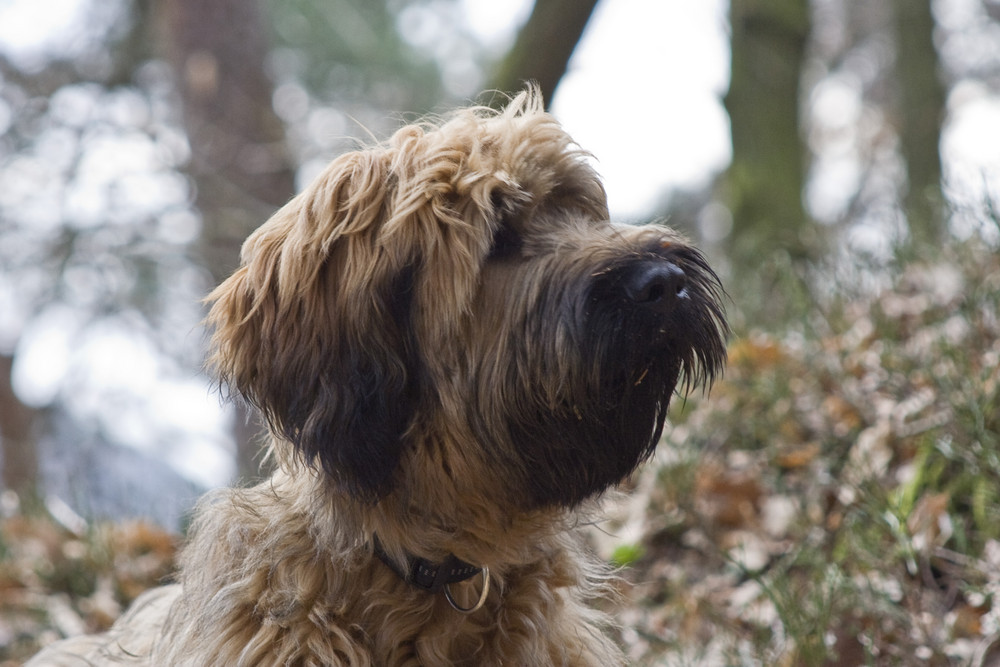 Briard_2