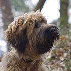 Briard_2