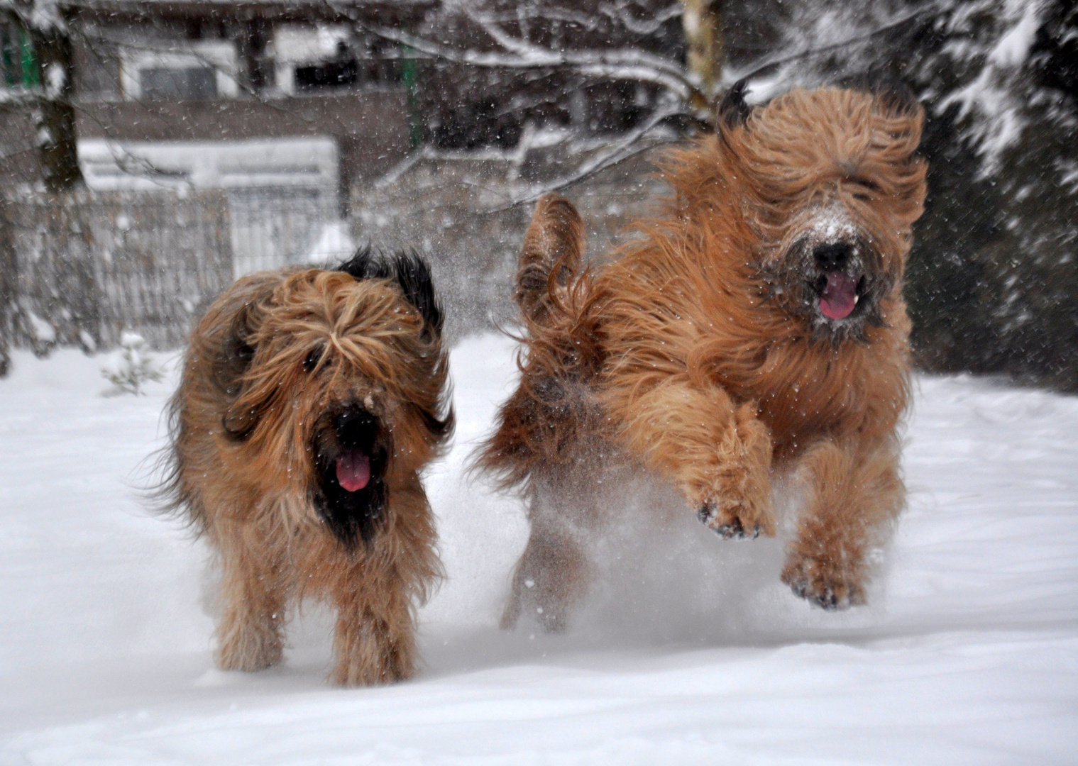 Briards im Schnee