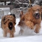 Briards im Schnee