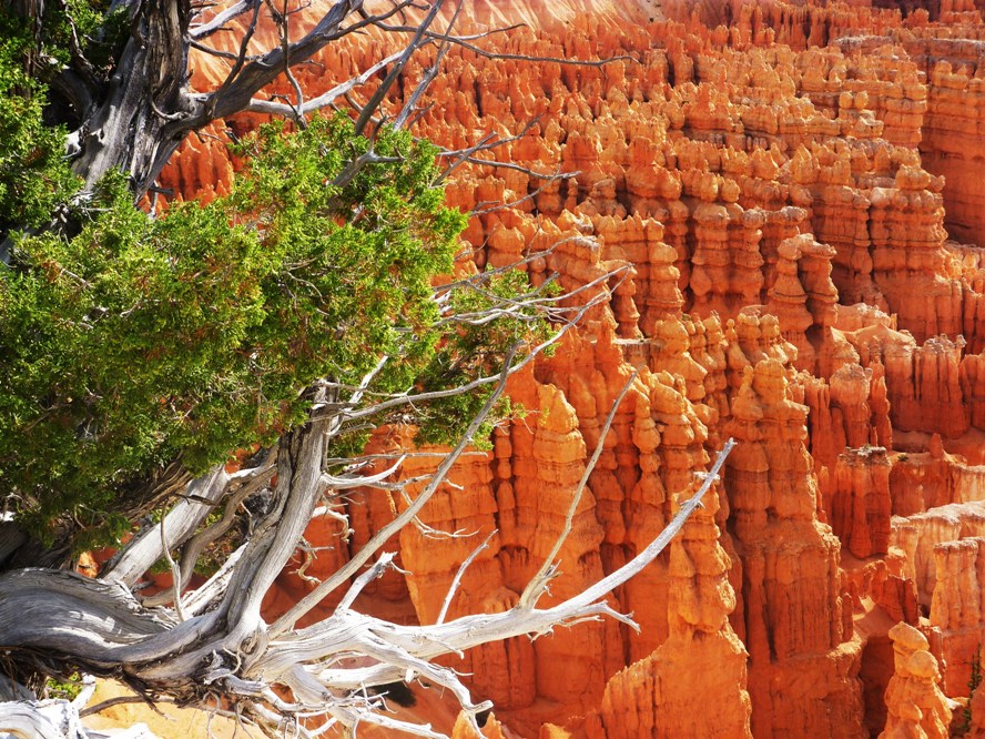 BRICE CANYON : de la dentelle!!!