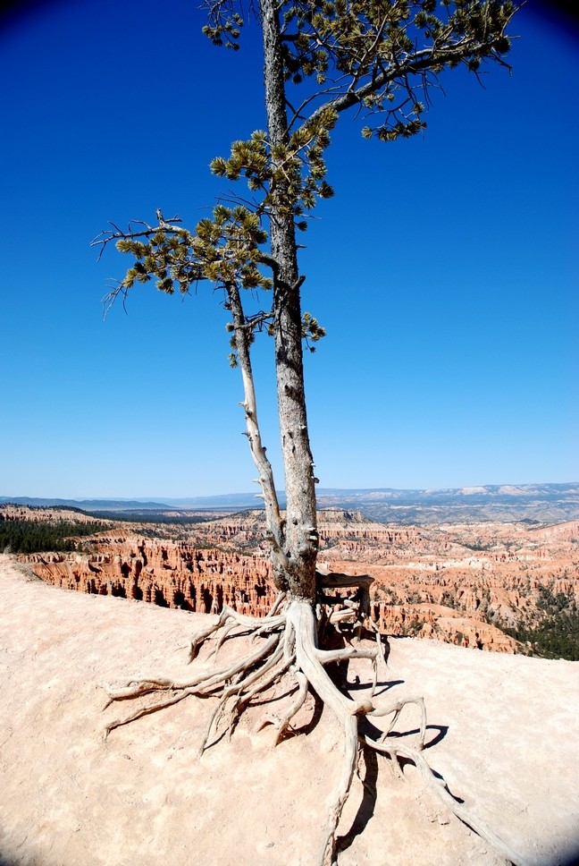 BRICE CANYON desolation