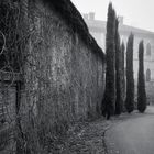 Brick wall with branches or roots growing      