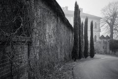 Brick wall with branches or roots growing      