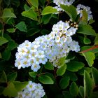 Bridal Wreath Spirea | Cape Breton Island, Nova Scotia, Canada