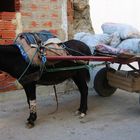 Bride relâchée, il reste là et attend son maître