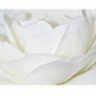 Bride-White Rose