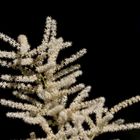 Bride's feathers (Aruncus dioicus)