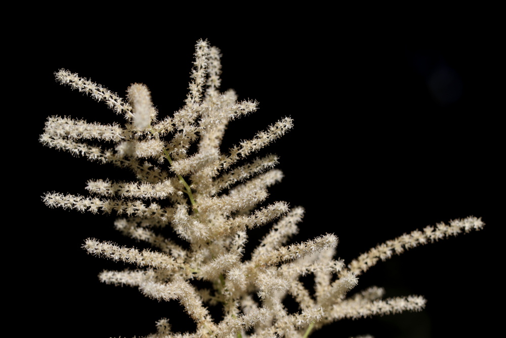 Bride's feathers (Aruncus dioicus)