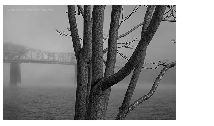 Bridge And Tree