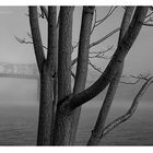 Bridge And Tree