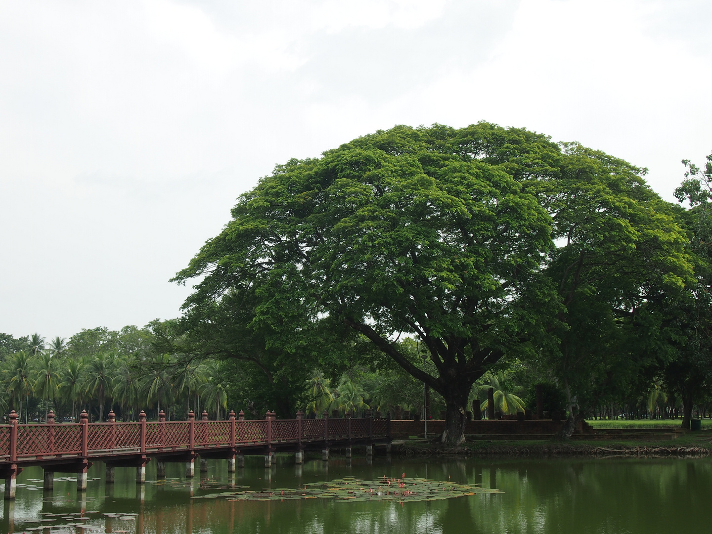 bridge and tree in sukothai