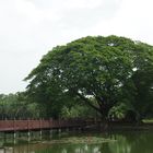 bridge and tree in sukothai
