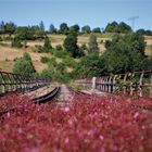 Bridge from to nature