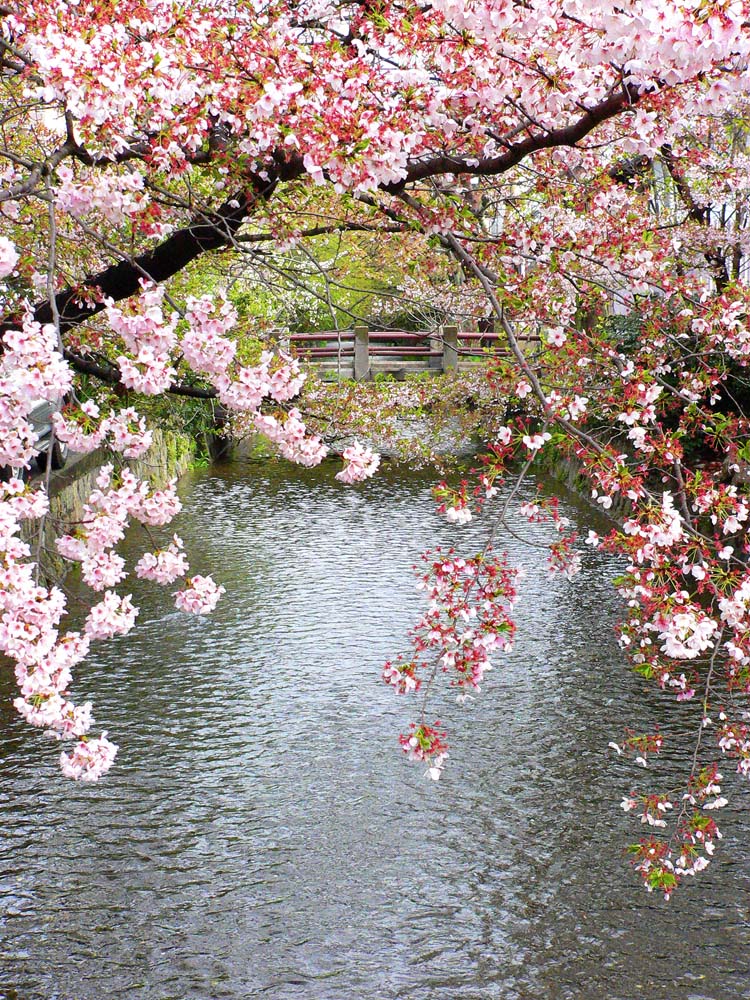 Bridge in Kyoto