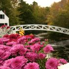 Bridge in Sommersville