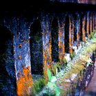 Bridge in the Hawaiian Jungel