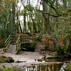 bridge in the new forest