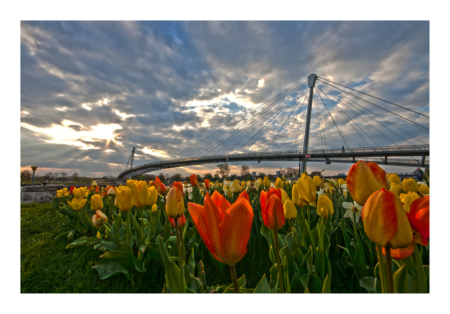 Bridge over Flowers