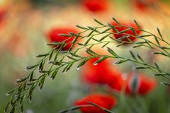 Bridge Over Poppy