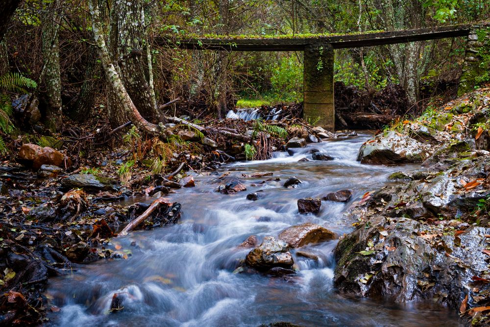 bridge over small river in the forest