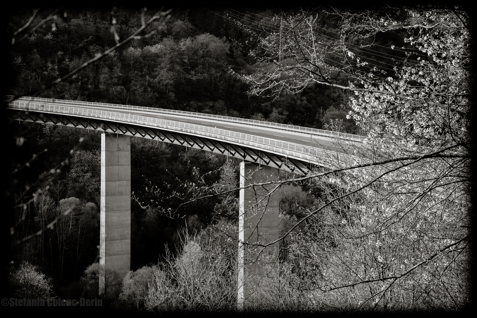 Bridge to Nature