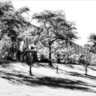 Bridge, Trees, Afternoon Shadows - A Baltimore Impression