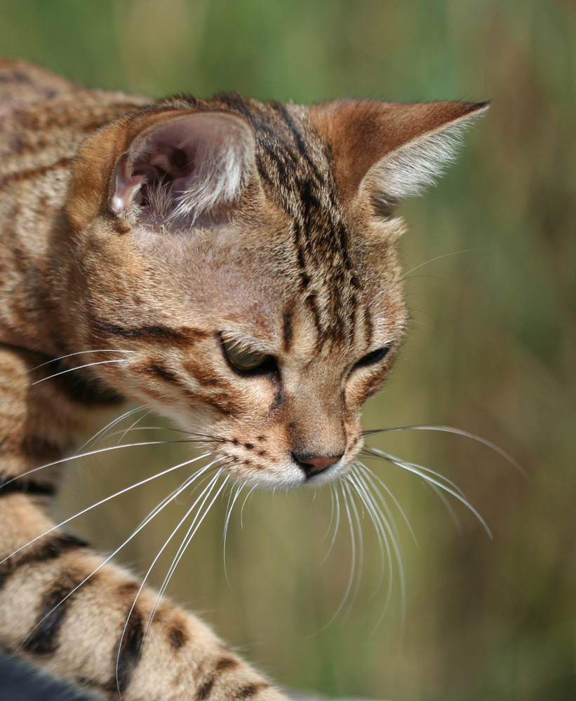 Bridget I - Meine Wildkatze :-)