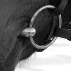 Bridle