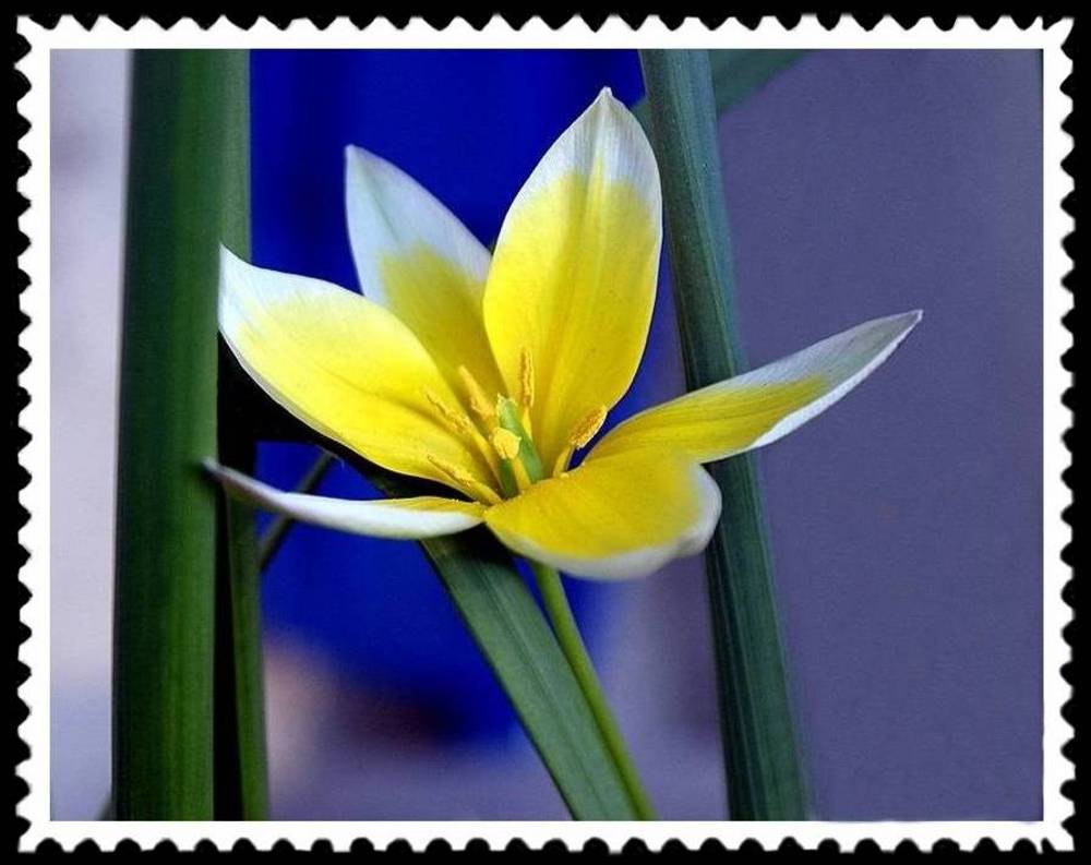 Briefmarke "Tulpe"