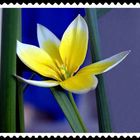 Briefmarke "Tulpe"