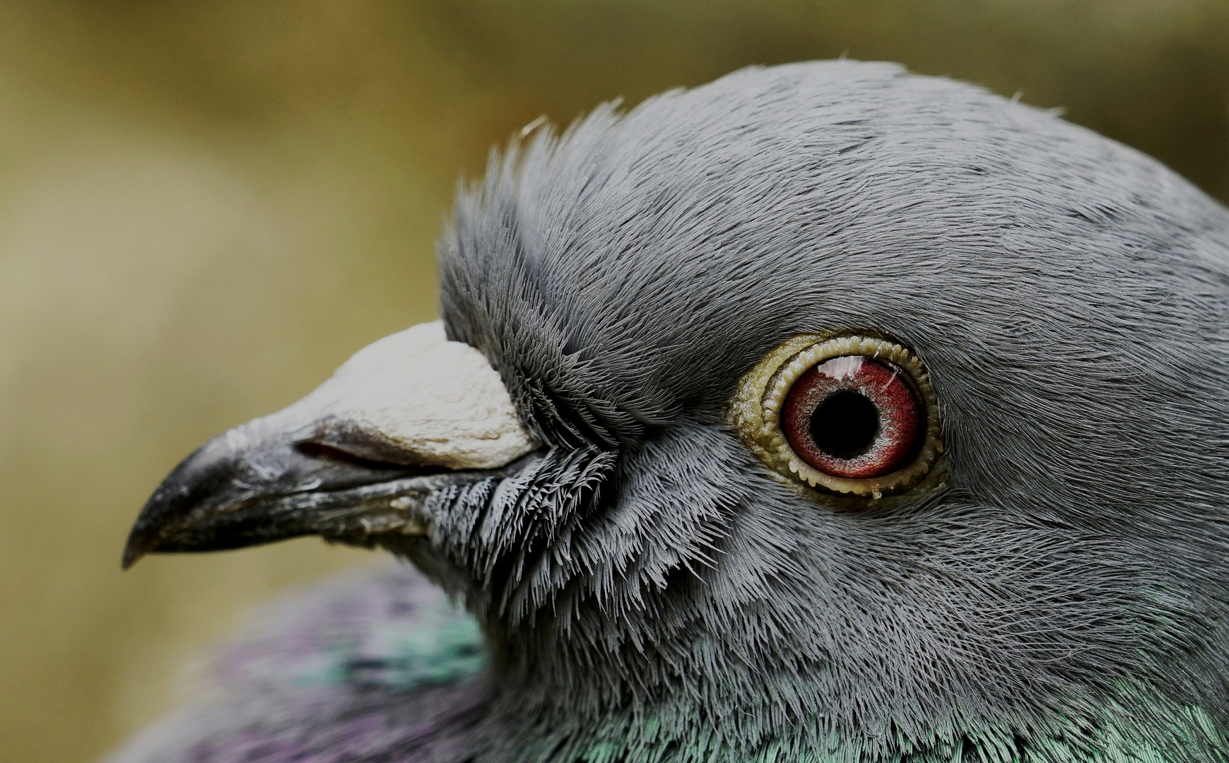 Brieftaube. Foto & Bild | tiere, wildlife, haustiere Bilder auf