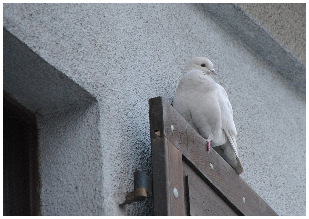 Brieftaube auf Fensterladen