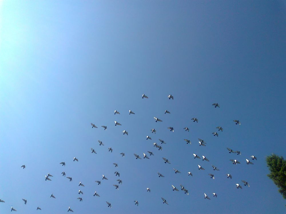 Brieftauben beim täglichen Übungsflug in wunderbarer Formation