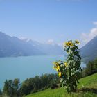 Brienzersee