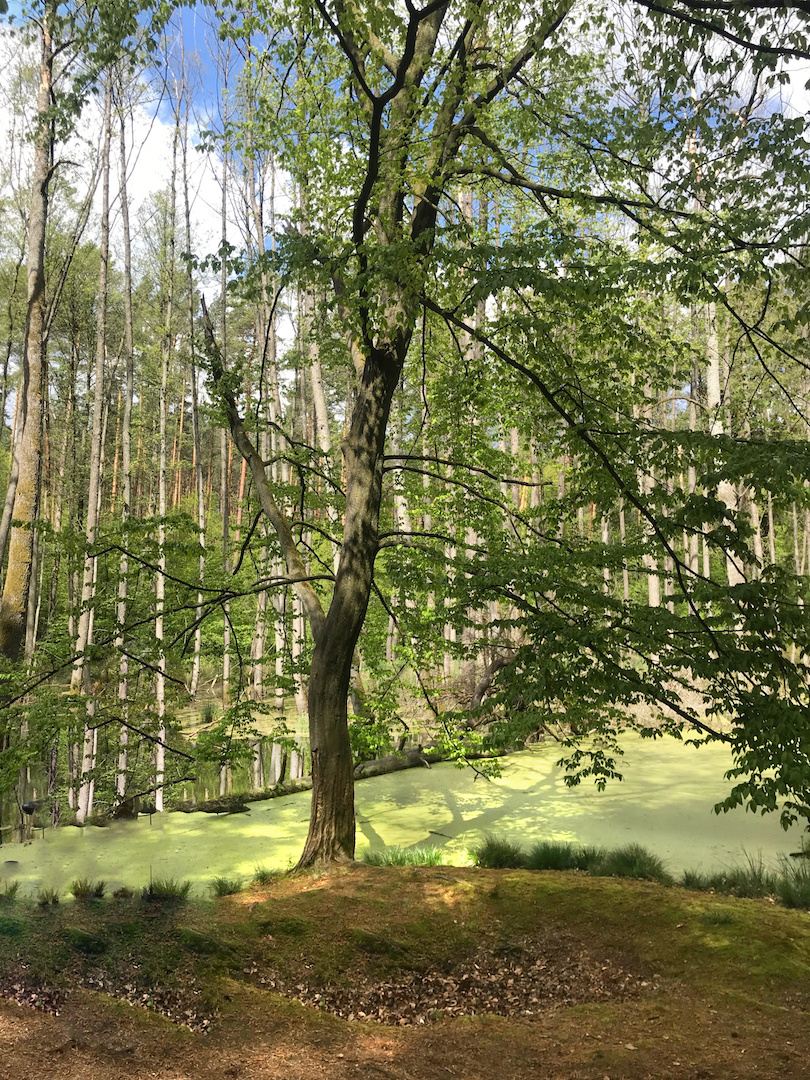 Briesetal, Baum im Wald am Bibersee