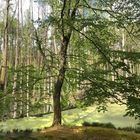 Briesetal, Baum im Wald am Bibersee