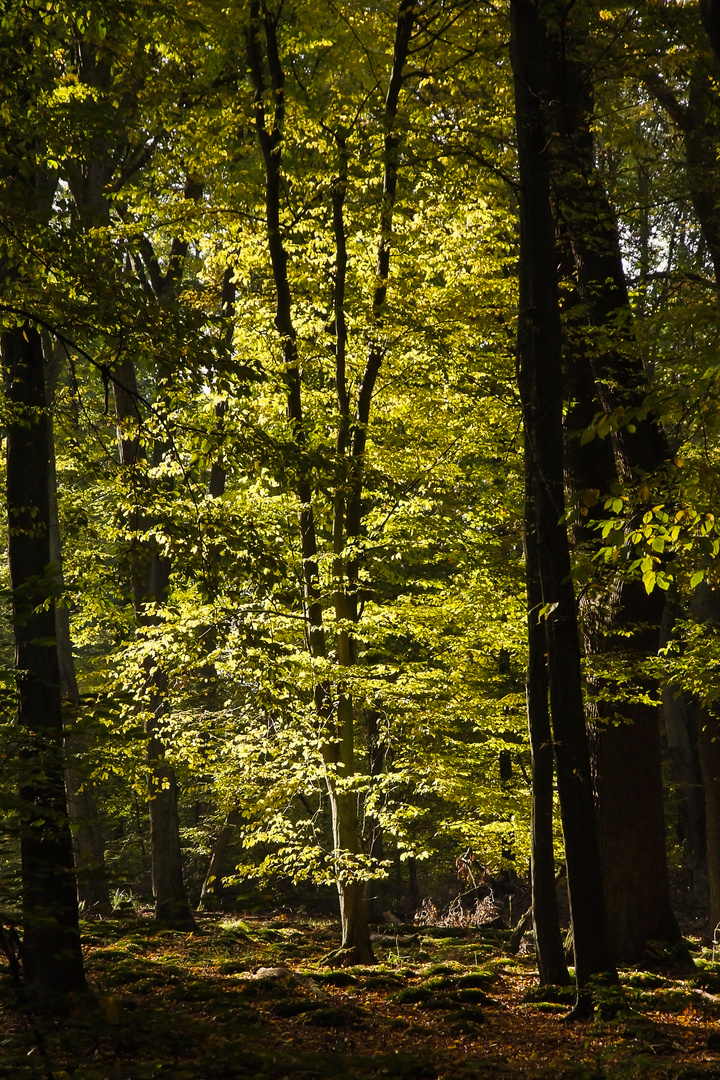 Briest - ein "erleuchteter" Baum